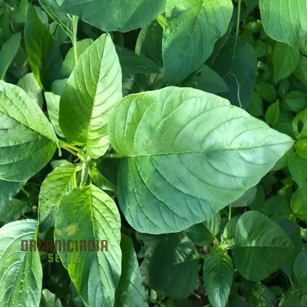 Authentic Jamaican Callaloo Plant Seeds for Your Lush Garden: Start Your Gardening Journey with Premium Seeds - Image 3