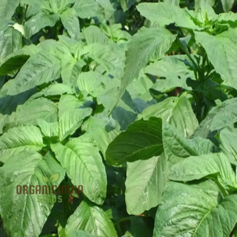 Authentic Jamaican Callaloo Plant Seeds for Your Lush Garden: Start Your Gardening Journey with Premium Seeds - Image 4