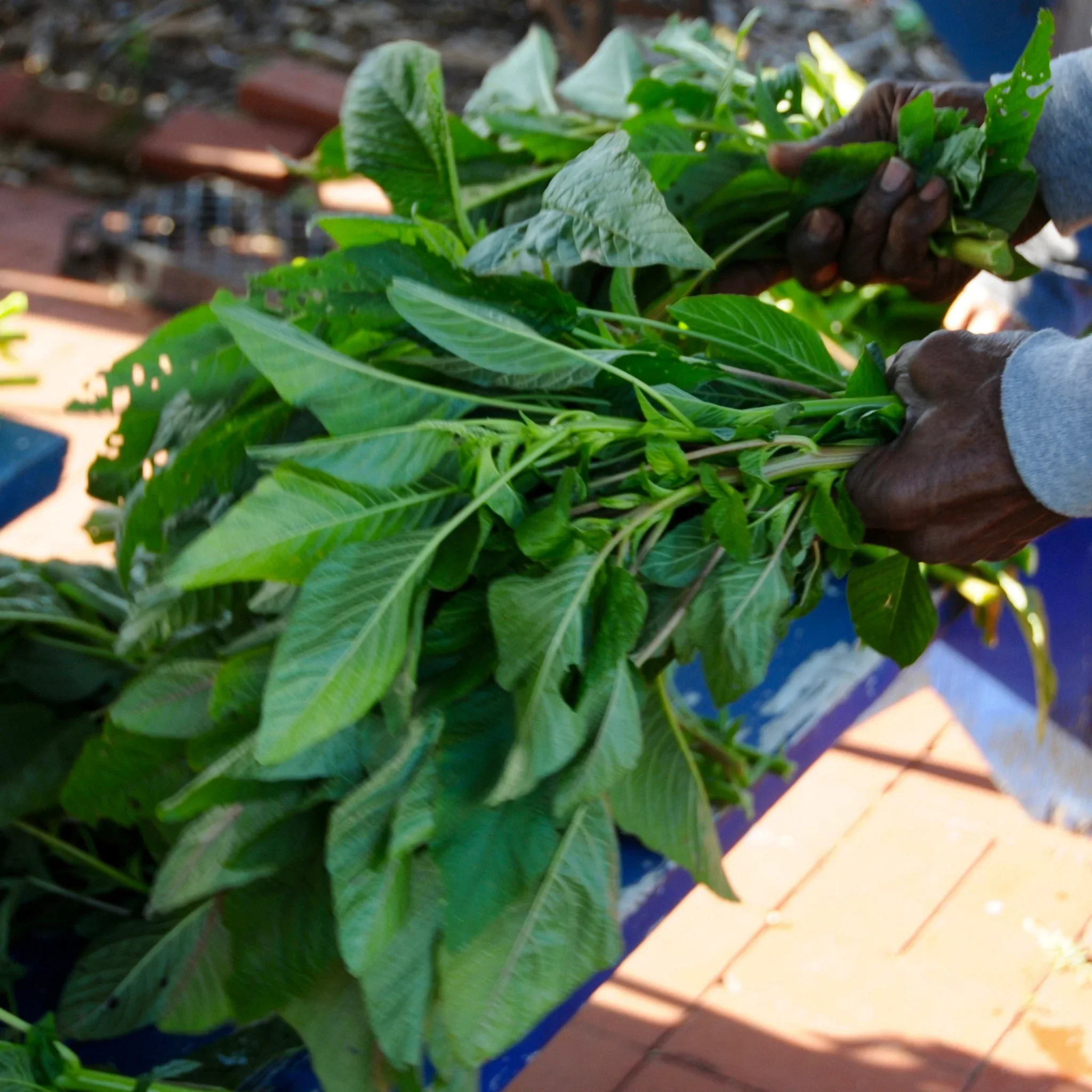 Authentic Jamaican Callaloo Plant Seeds for Your Lush Garden: Start Your Gardening Journey with Premium Seeds - Image 5