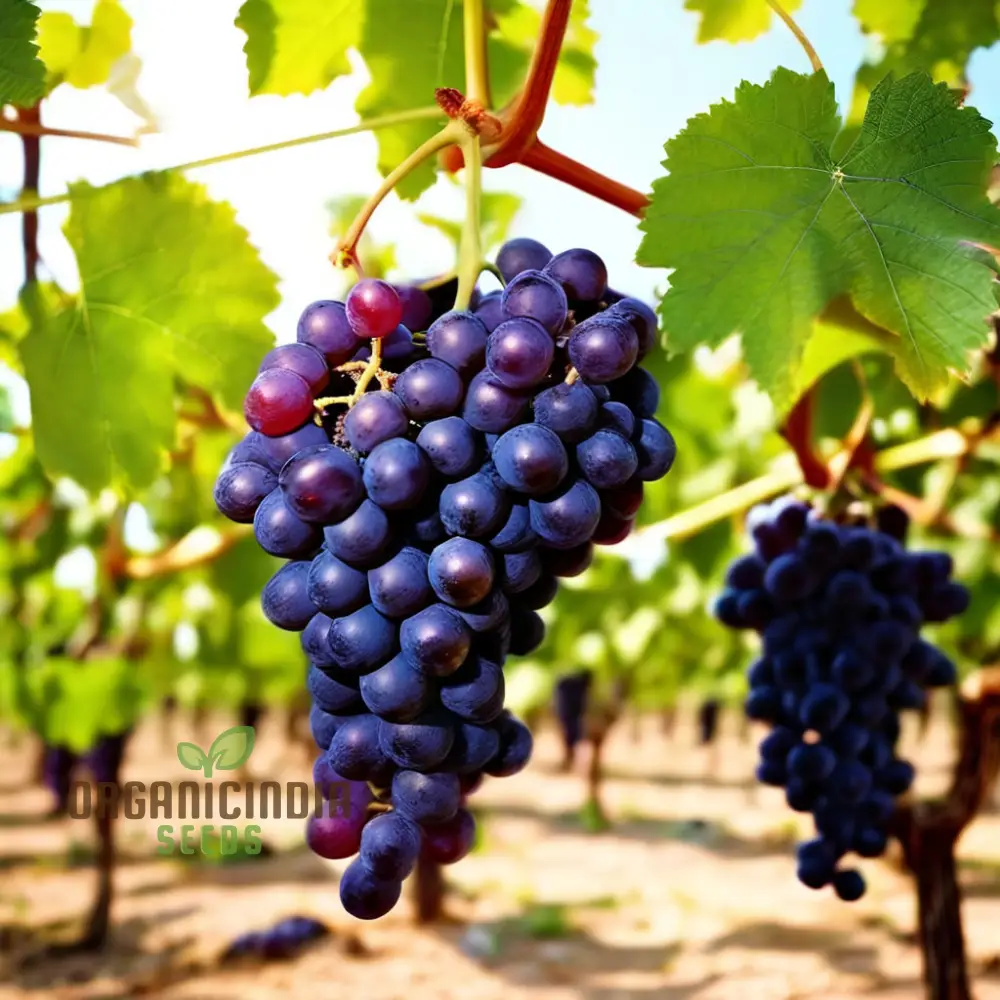 Ruby Roman Grape Seeds for Planting, Cultivate Authentic Grape Seeds in Your Garden