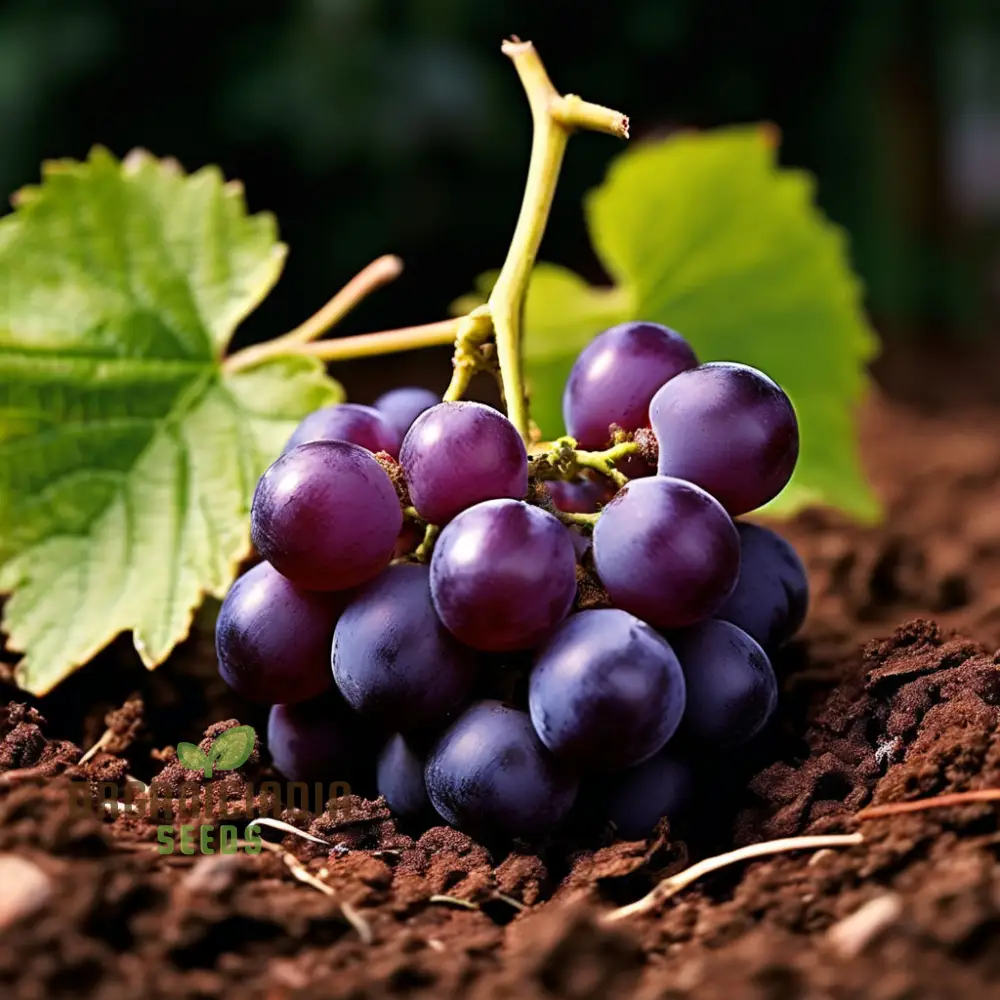 Ruby Roman Grape Seeds for Planting, Cultivate Authentic Grape Seeds in Your Garden - Image 3