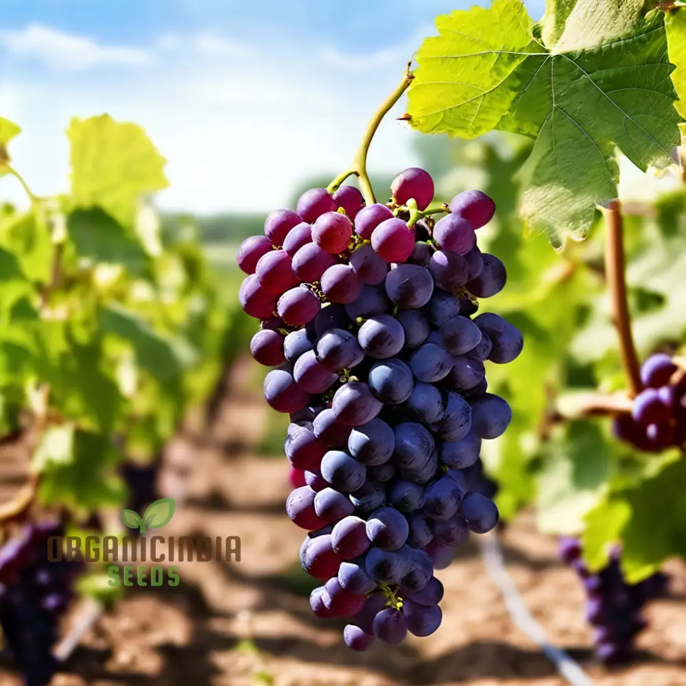 Ruby Roman Grape Seeds for Planting, Cultivate Authentic Grape Seeds in Your Garden - Image 4