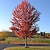 Autumn Blaze Maple Tree Seeds - Freeman Maple, Fast-Growing, Drought-Tolerant, Low Maintenance for Patio & Borders - 60 Pcs - Image 2