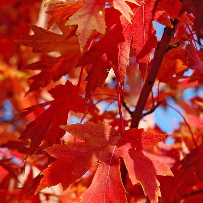 Autumn Blaze Maple Tree Seeds - Freeman Maple, Fast-Growing, Drought-Tolerant, Low Maintenance for Patio & Borders - 60 Pcs - Image 3