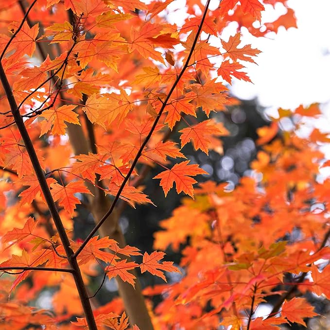 Autumn Blaze Maple Tree Seeds - Freeman Maple, Fast-Growing, Drought-Tolerant, Low Maintenance for Patio & Borders - 60 Pcs - Image 4
