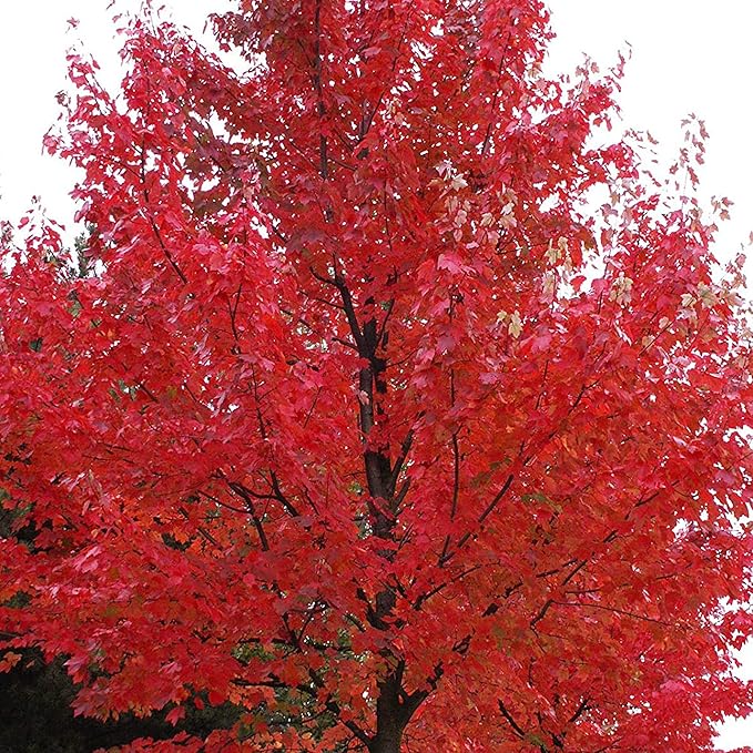 Autumn Blaze Maple Tree Seeds - Freeman Maple, Fast-Growing, Drought-Tolerant, Low Maintenance for Patio & Borders - 60 Pcs - Image 5
