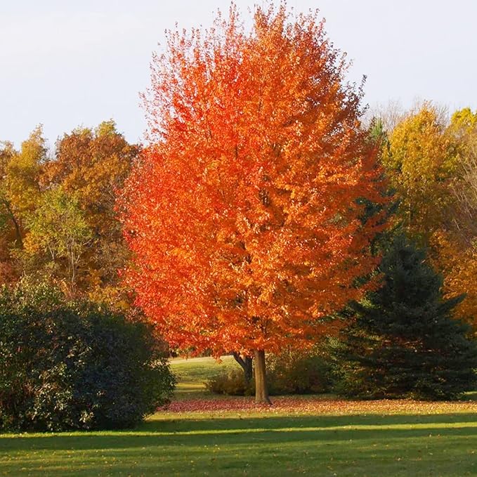 Autumn Blaze Maple Tree Seeds - Freeman Maple, Fast-Growing, Drought-Tolerant, Low Maintenance for Patio & Borders - 60 Pcs - Image 6