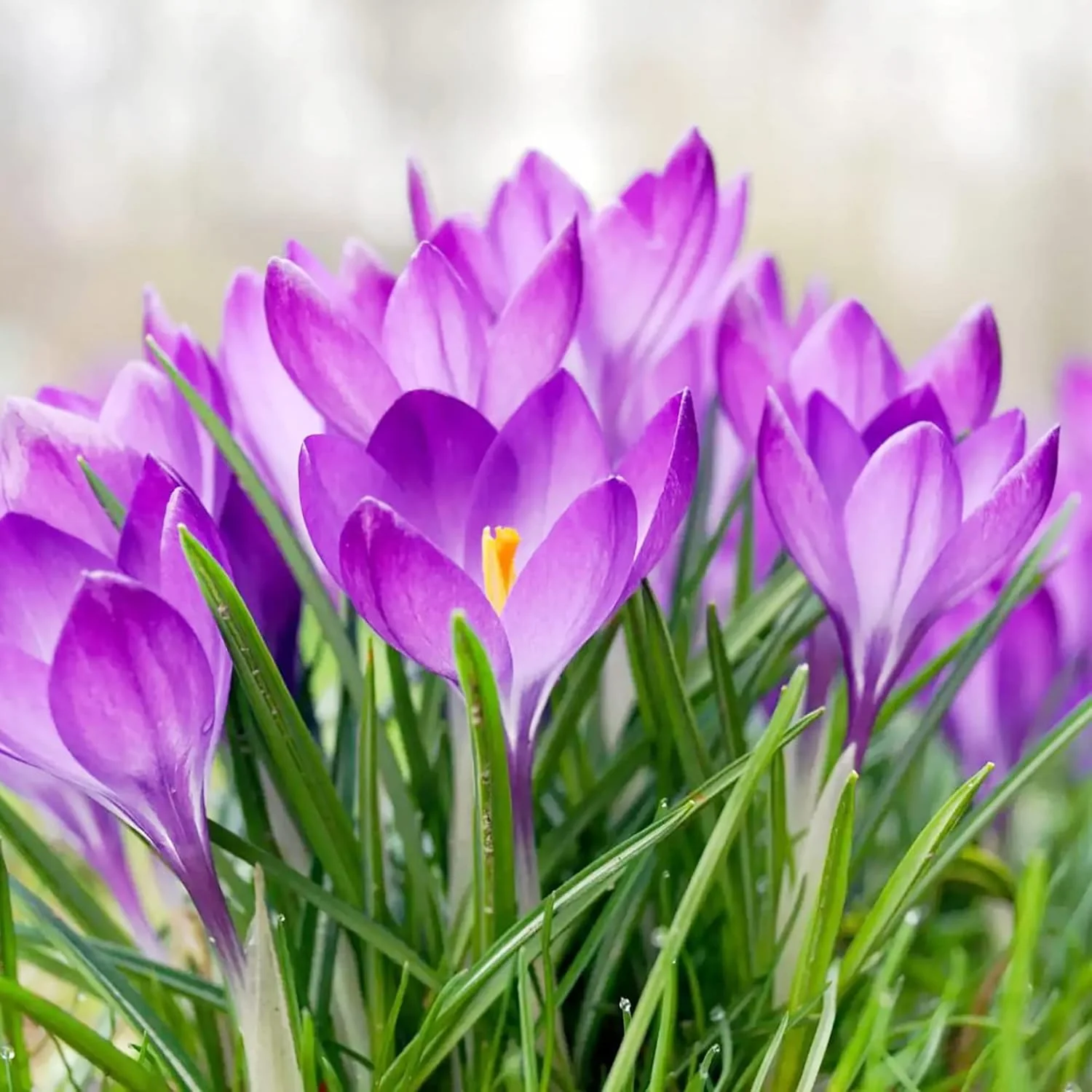 Autumn Crocus Seeds Colchicum Autumnale Cup-Shaped Flowers Minimal Maintenance Perennial Beds & Rock Gardens