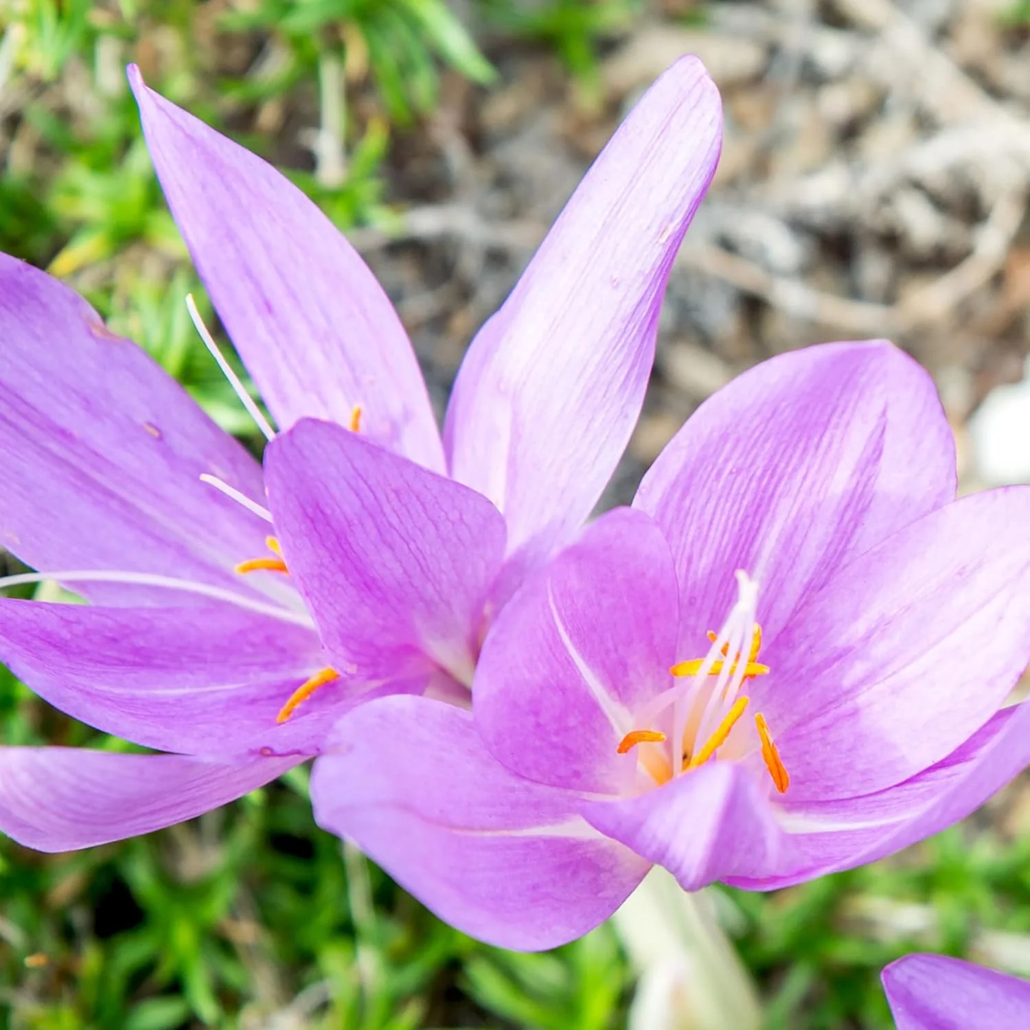 Autumn Crocus Seeds Colchicum Autumnale Cup-Shaped Flowers Minimal Maintenance Perennial Beds & Rock Gardens - Image 4