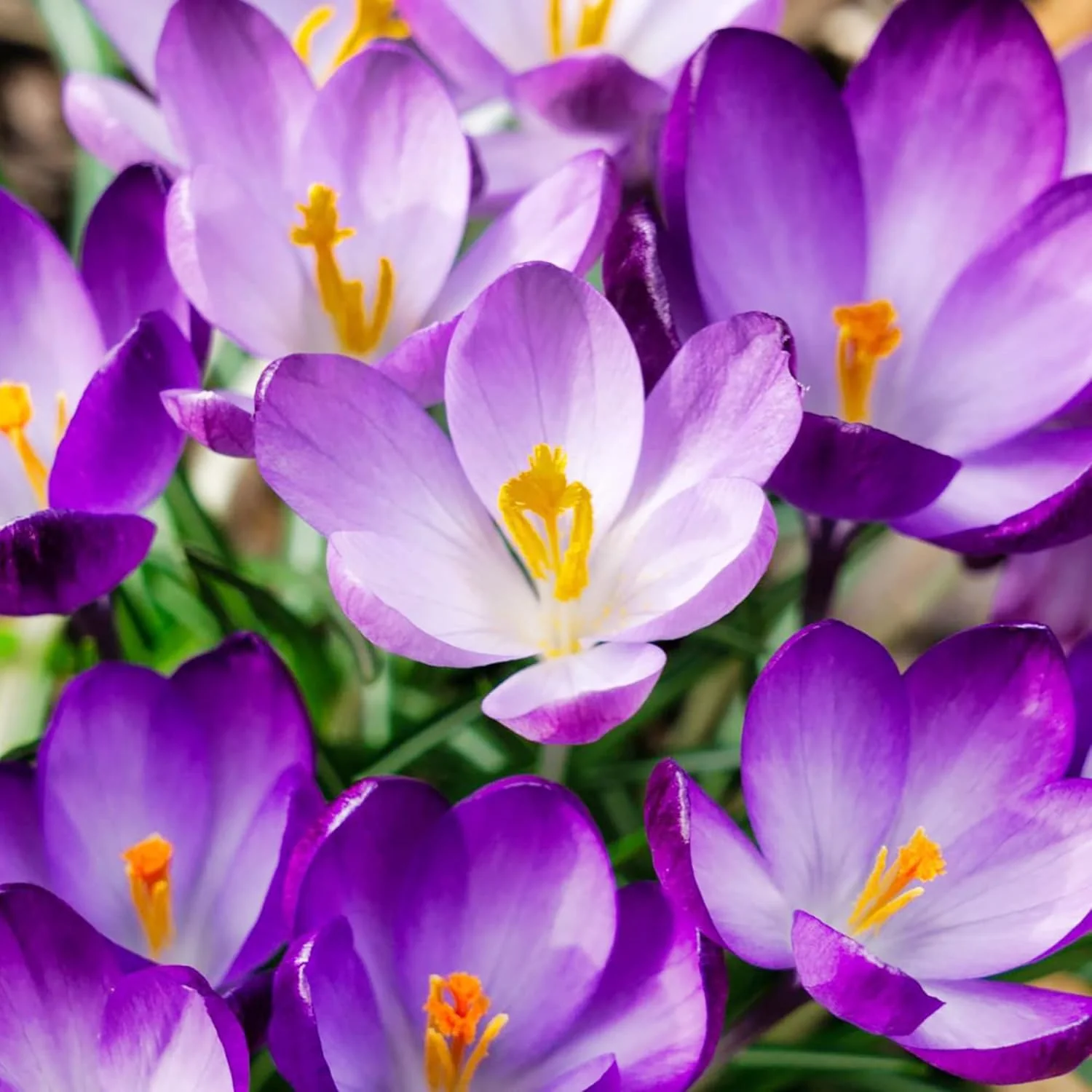 Autumn Crocus Seeds – Colchicum Autumnale Perennial Bulbous Flowers for Fall Blooming