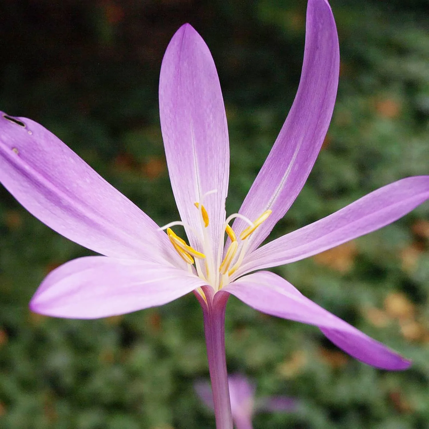 Autumn Crocus Seeds – Colchicum Autumnale Perennial Bulbous Flowers for Fall Blooming - Image 3