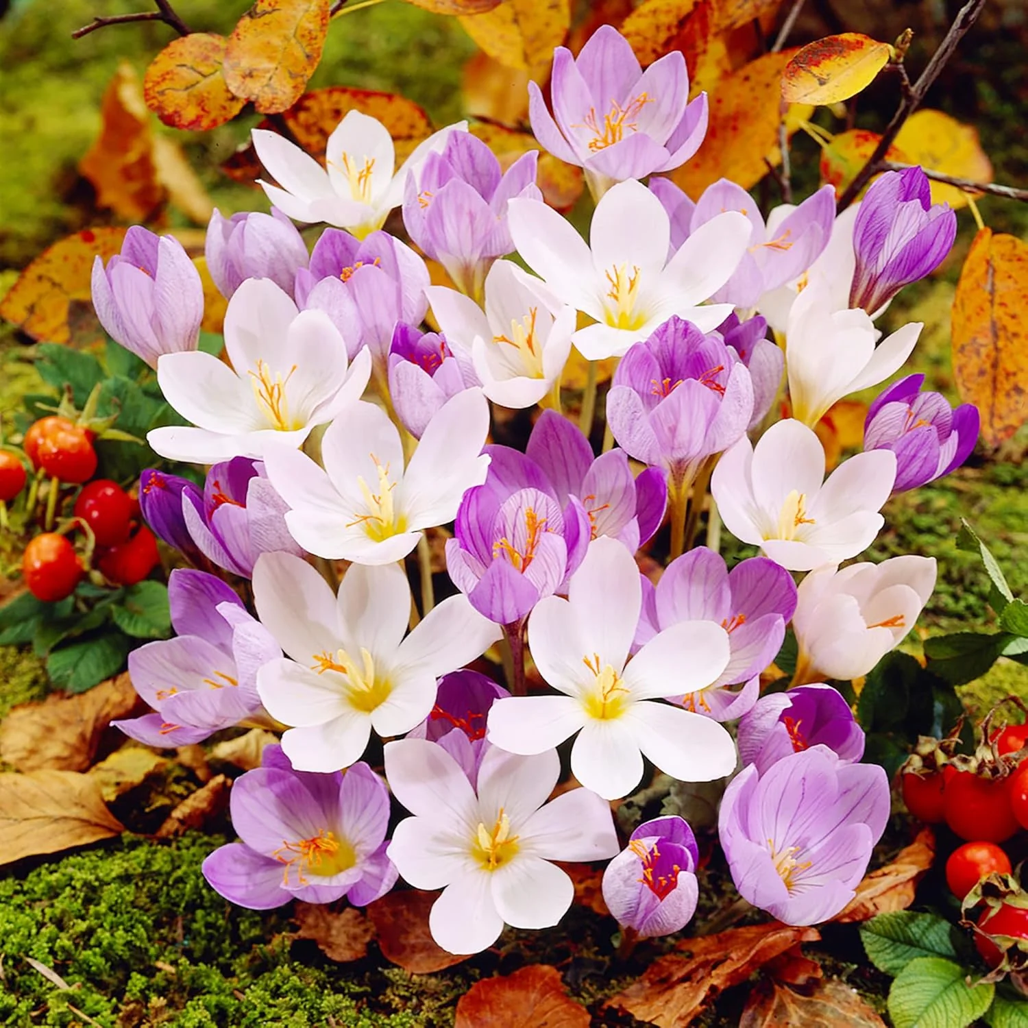 Autumn Crocus Seeds – Colchicum Autumnale Perennial Bulbous Flowers for Fall Blooming - Image 6
