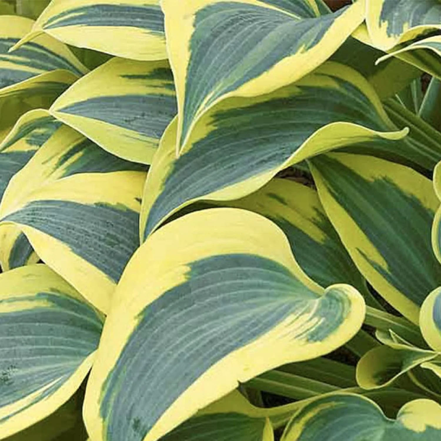 Autumn Frost Hosta Plant And Fragrant Plantain Lily Seeds, Drought-Tolerant And Low-Maintenance Landscaping Plant - Image 3