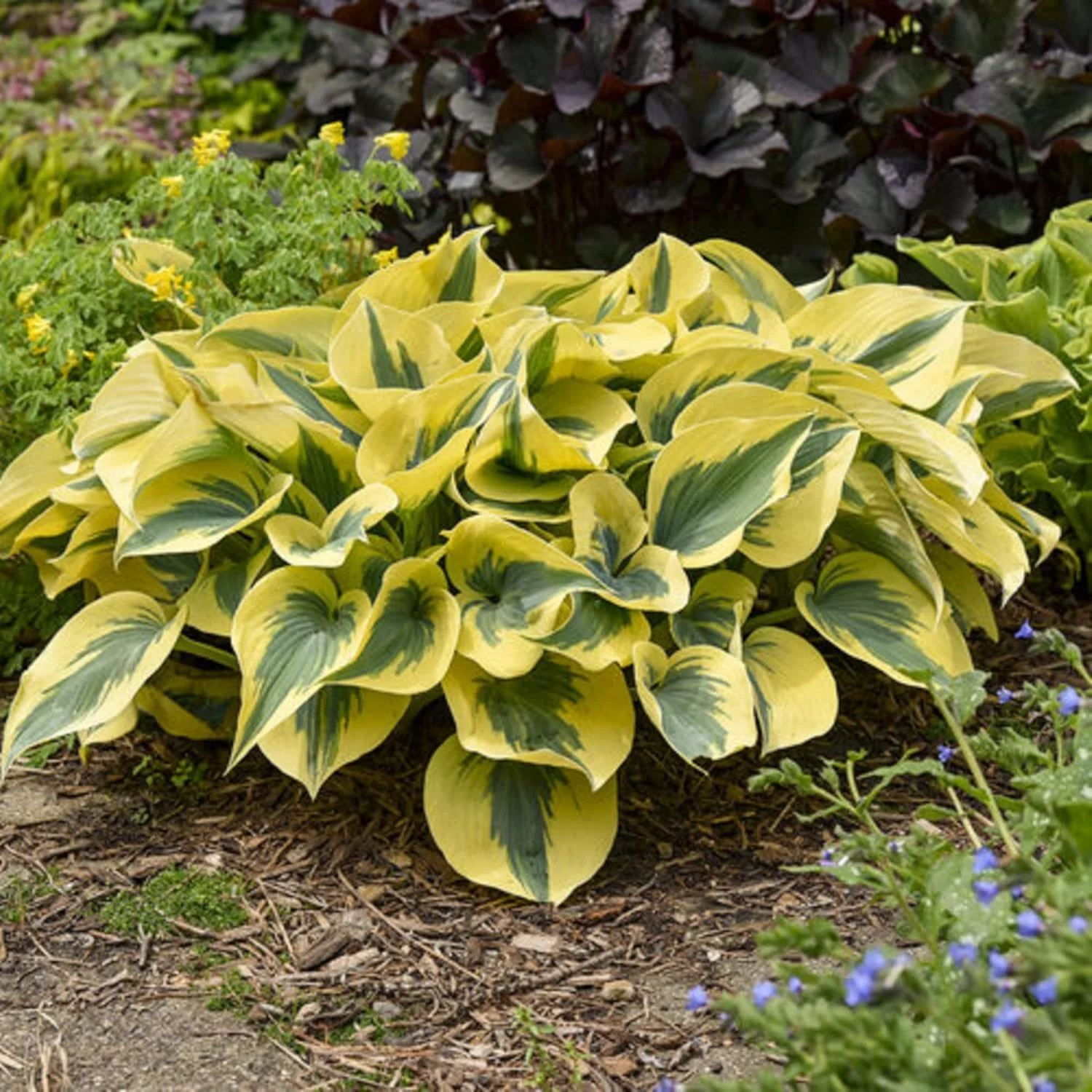 Autumn Frost Hosta Plant And Fragrant Plantain Lily Seeds, Drought-Tolerant And Low-Maintenance Landscaping Plant - Image 4