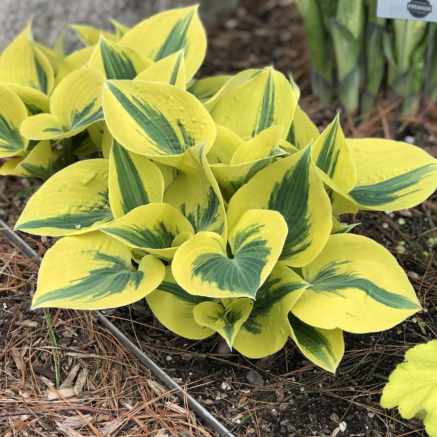 Autumn Frost Hosta Plant And Fragrant Plantain Lily Seeds, Drought-Tolerant And Low-Maintenance Landscaping Plant - Image 5