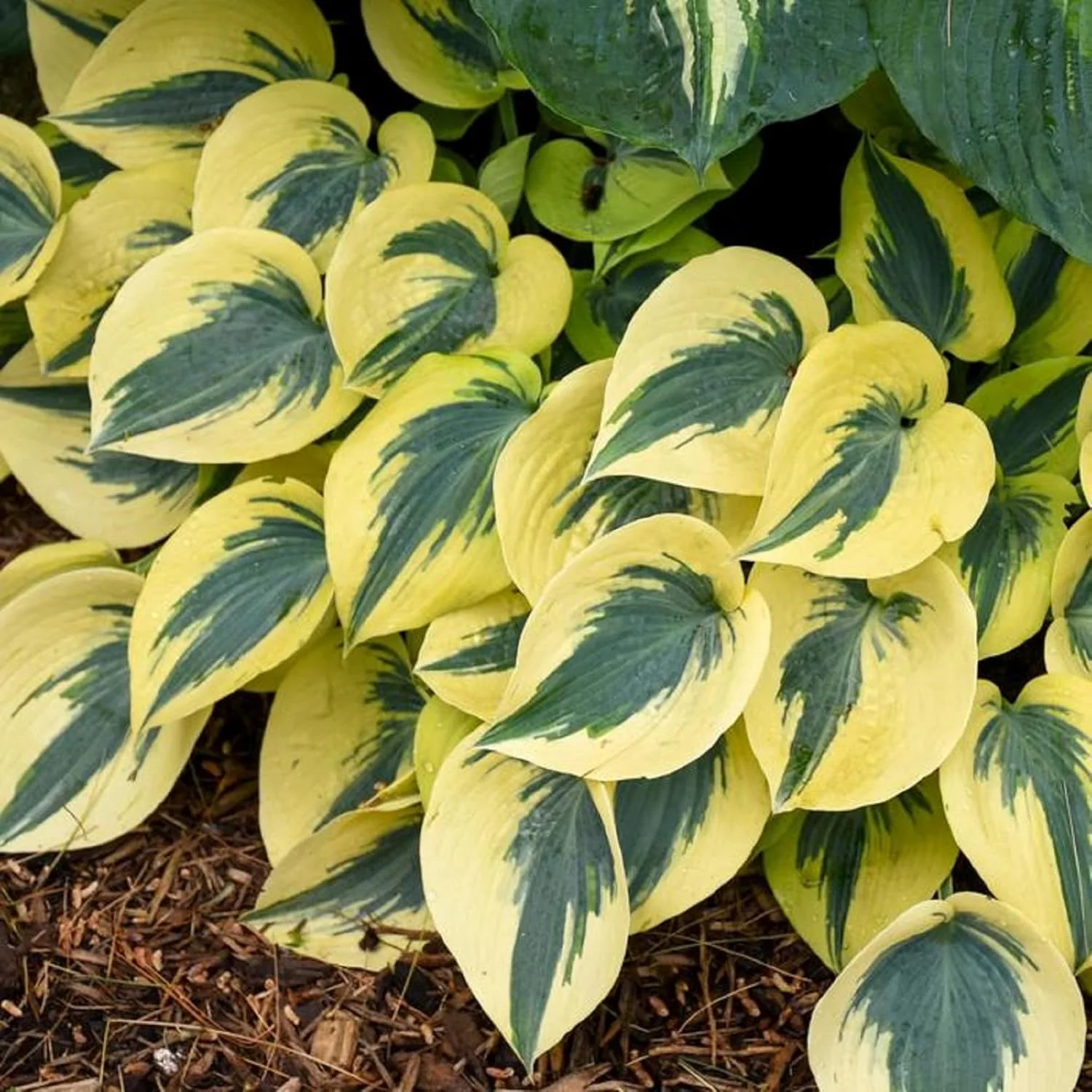 Autumn Frost Hosta Plant And Fragrant Plantain Lily Seeds, Drought-Tolerant And Low-Maintenance Landscaping Plant - Image 6