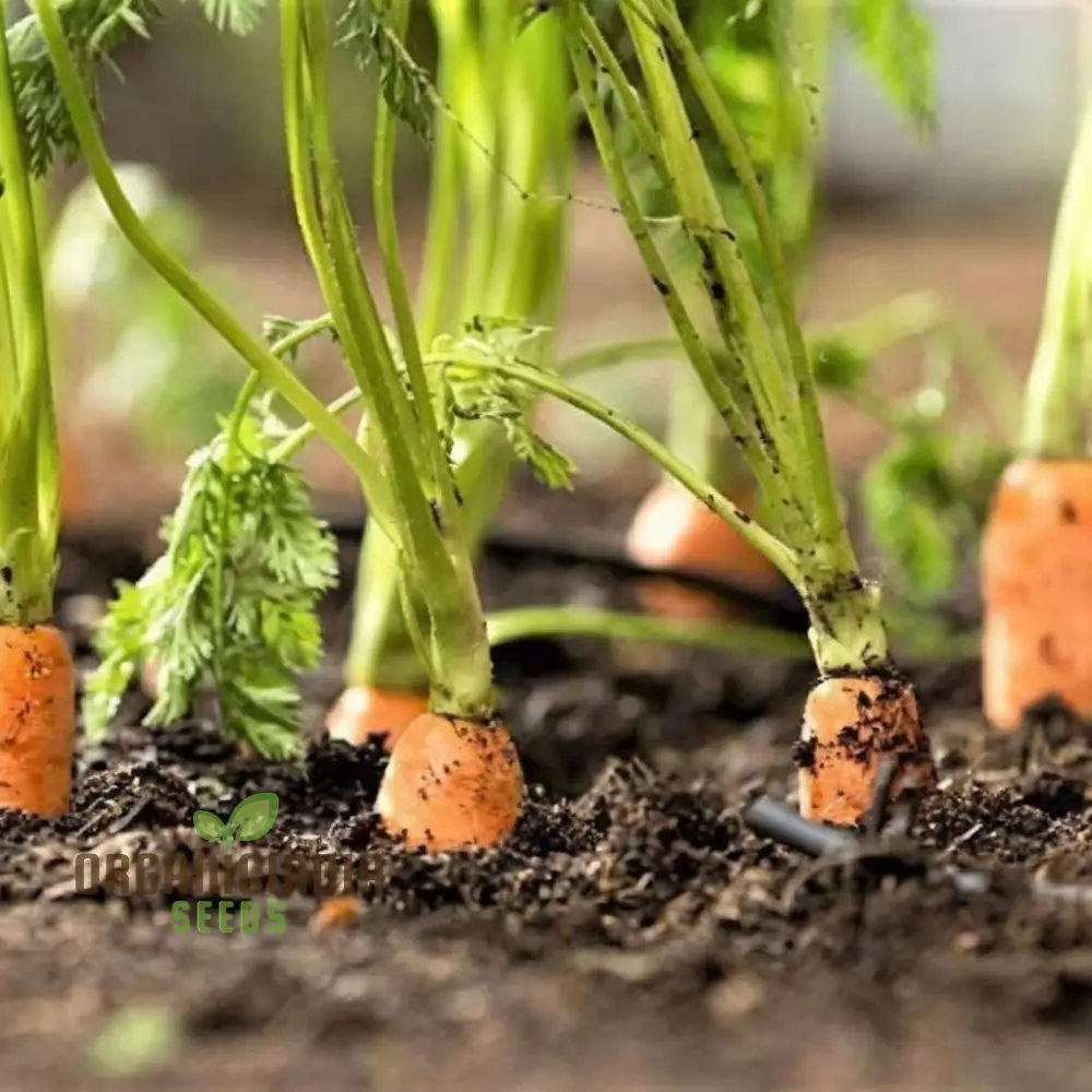 Autumn King 2 Carrot Vegetable Seeds, Top-Quality Seeds for Planting and Harvesting Fresh, Flavorful Carrots in Your Home Garden - Image 3