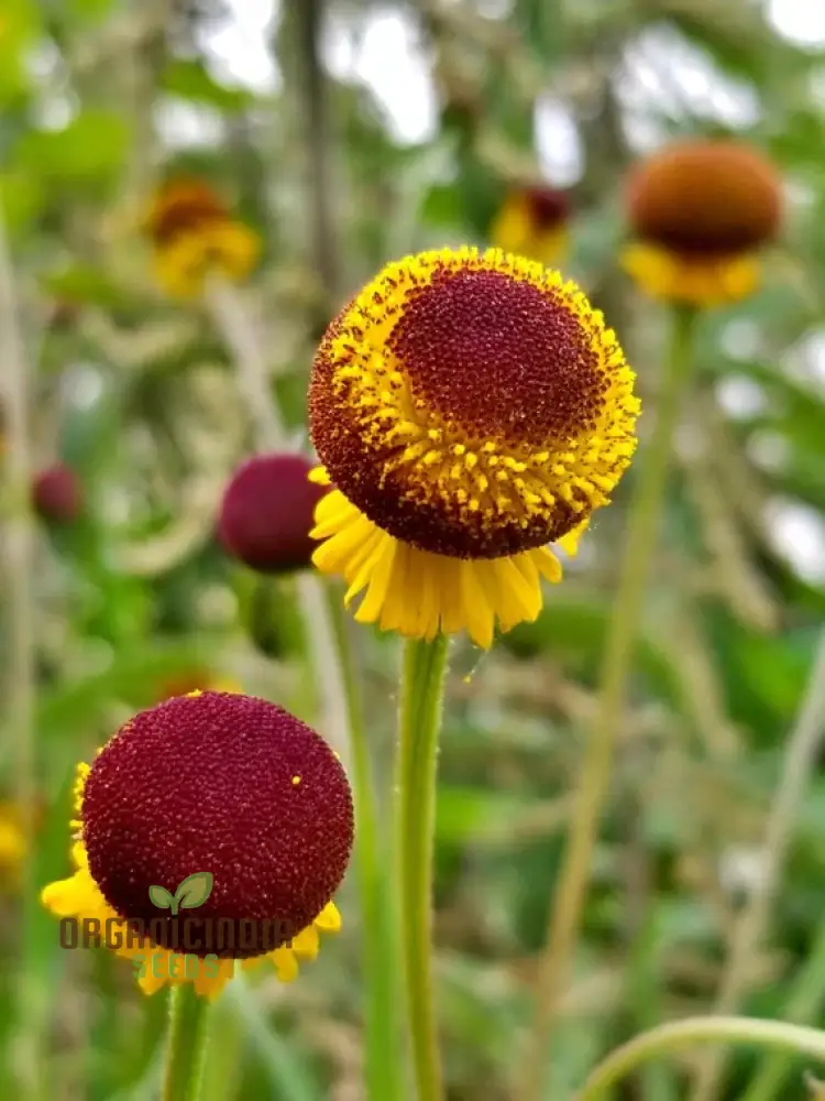 Autumn Lollipop Helenium Flower Seeds for Planting 100 pcs