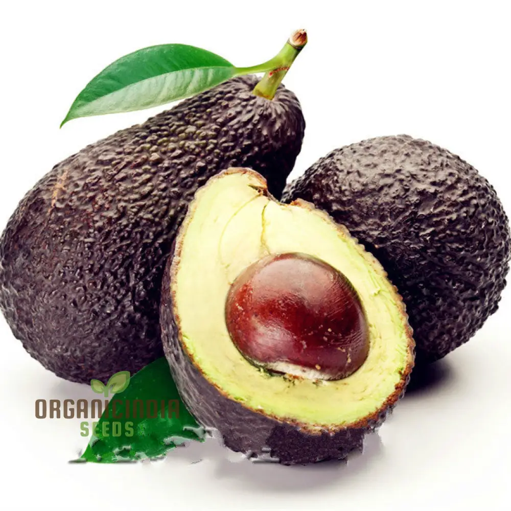 Avocado Seeds, butter fruit seeds for planting, Rare Mexicola Grande Green Avocado - Image 4