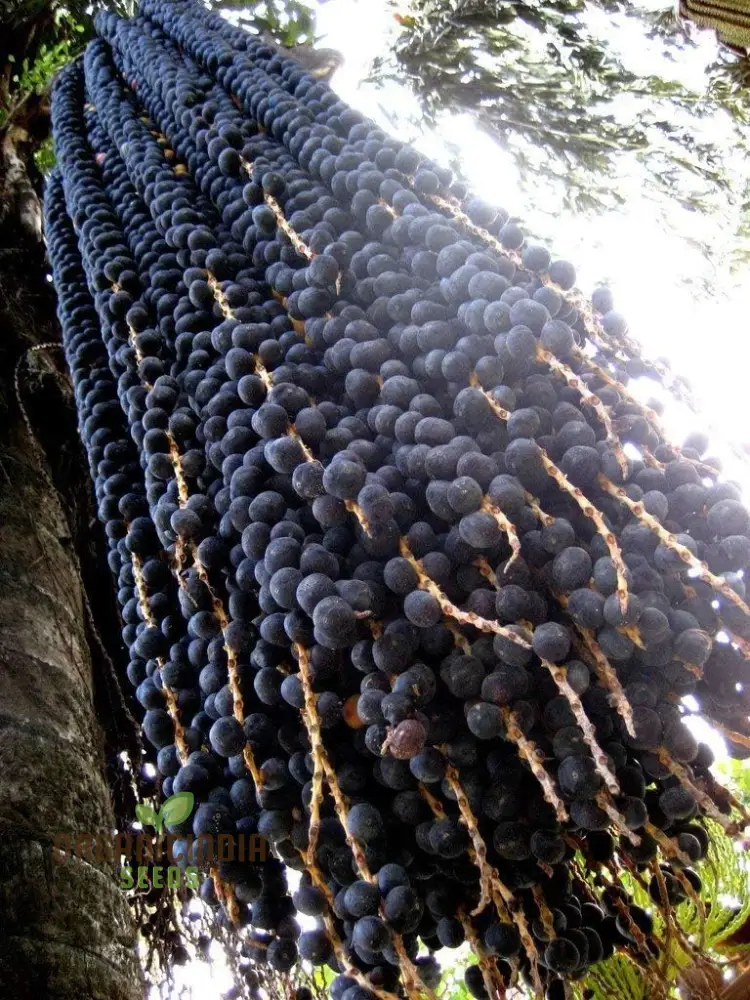 Azalea Garden Oleracea, Acai Berry Palm Fruit Plant Seeds (100pcs) - Image 3