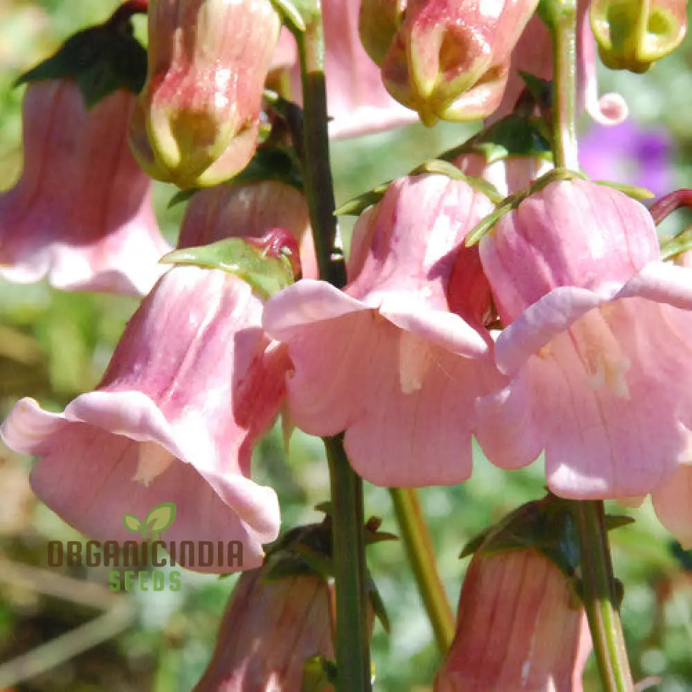Azorina Vidalii Seeds – Rare Coastal Bloom Variety for Unique Garden Planting