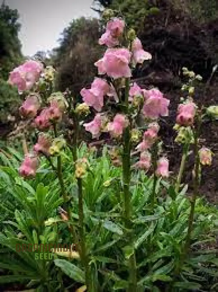 Azorina Vidalii Seeds – Rare Coastal Bloom Variety for Unique Garden Planting - Image 3