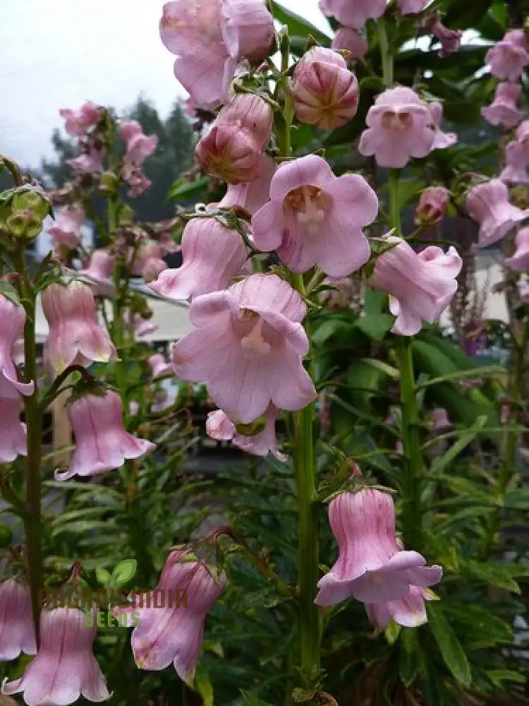 Azorina Vidalii Seeds – Rare Coastal Bloom Variety for Unique Garden Planting - Image 4
