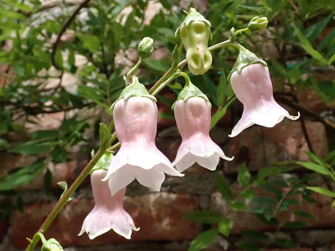 Azorina Vidalii Seeds – Rare Coastal Bloom Variety for Unique Garden Planting - Image 5