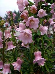 Azorina Vidalii Seeds – Rare Coastal Bloom Variety for Unique Garden Planting - Image 6