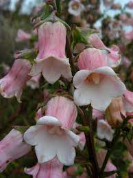 Azorina Vidalii Seeds – Rare Coastal Bloom Variety for Unique Garden Planting - Image 7