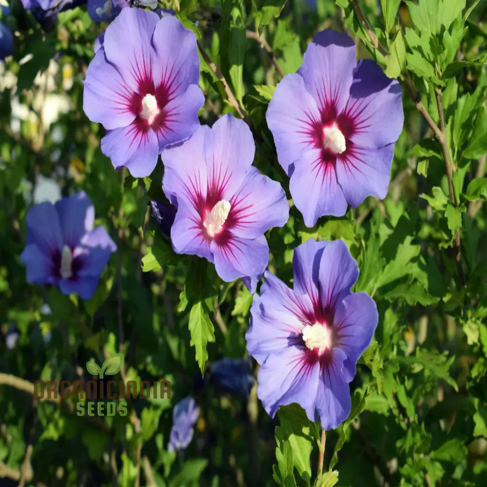 Azurri Blue Satin Rose of Sharon Seeds – Hardy Hibiscus Shrub Seeds