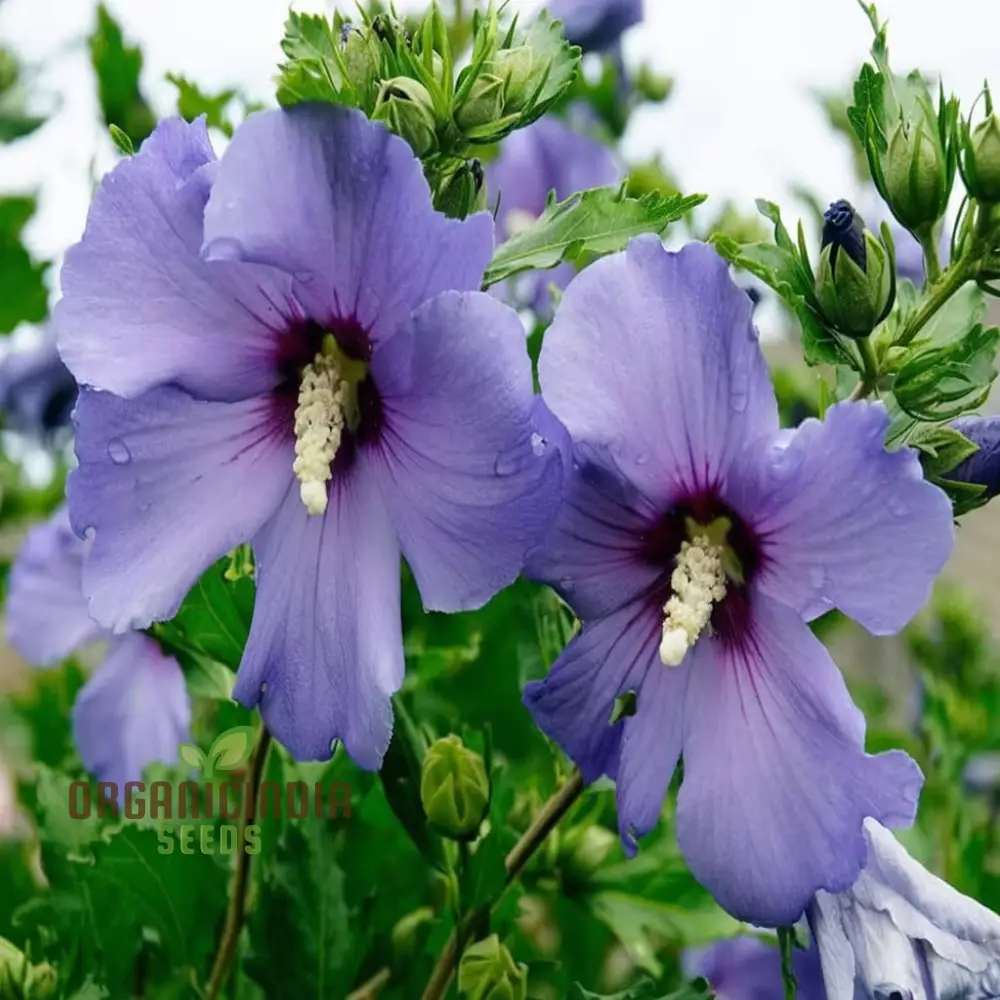 Azurri Blue Satin Rose of Sharon Seeds – Hardy Hibiscus Shrub Seeds - Image 3