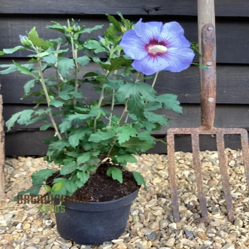 Azurri Blue Satin Rose of Sharon Seeds – Hardy Hibiscus Shrub Seeds - Image 4