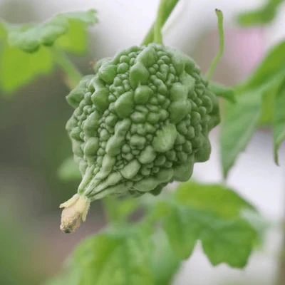 Baby Bitter Gourd Seeds – High-Yield, Heirloom Variety for Home Gardening - Image 3