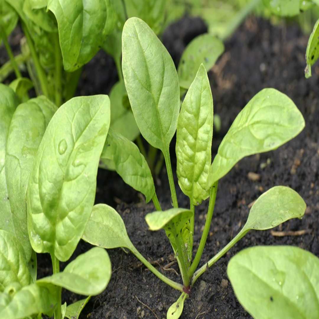 Baby's Leaf Spinach Seeds - Fresh & Nutritious Home Garden Variety