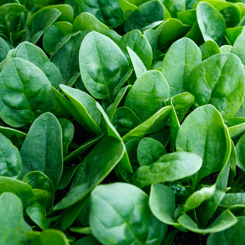 Baby's Leaf Spinach Seeds - Fresh & Nutritious Home Garden Variety - Image 2
