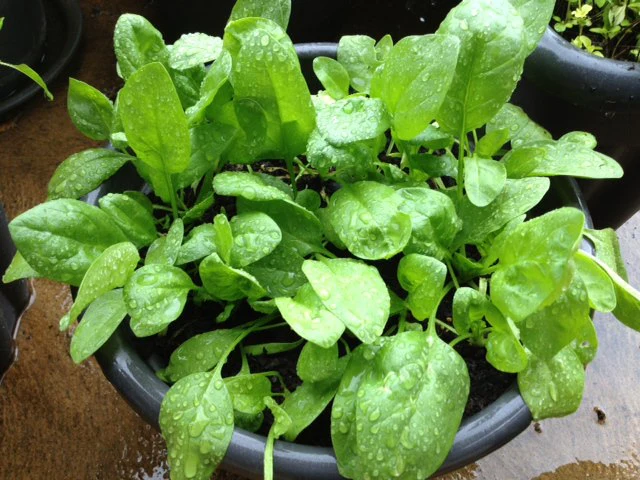 Baby's Leaf Spinach Seeds - Fresh & Nutritious Home Garden Variety - Image 3
