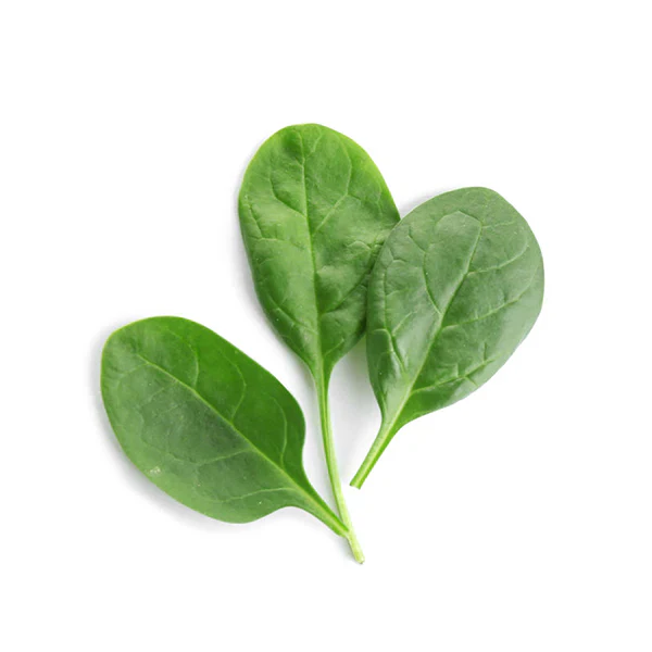 Baby's Leaf Spinach Seeds - Fresh & Nutritious Home Garden Variety - Image 4