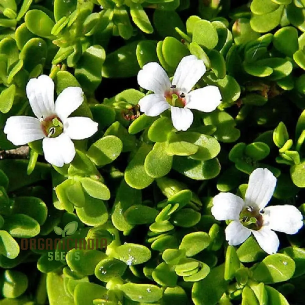 Bacopa Snowtopia Flower Seeds, Cultivate Elegance in Your Garden with Expert Planting and Gardening Techniques