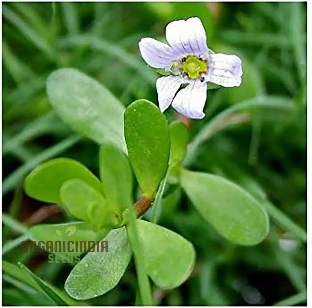 Bacopa Snowtopia Flower Seeds, Cultivate Elegance in Your Garden with Expert Planting and Gardening Techniques - Image 3