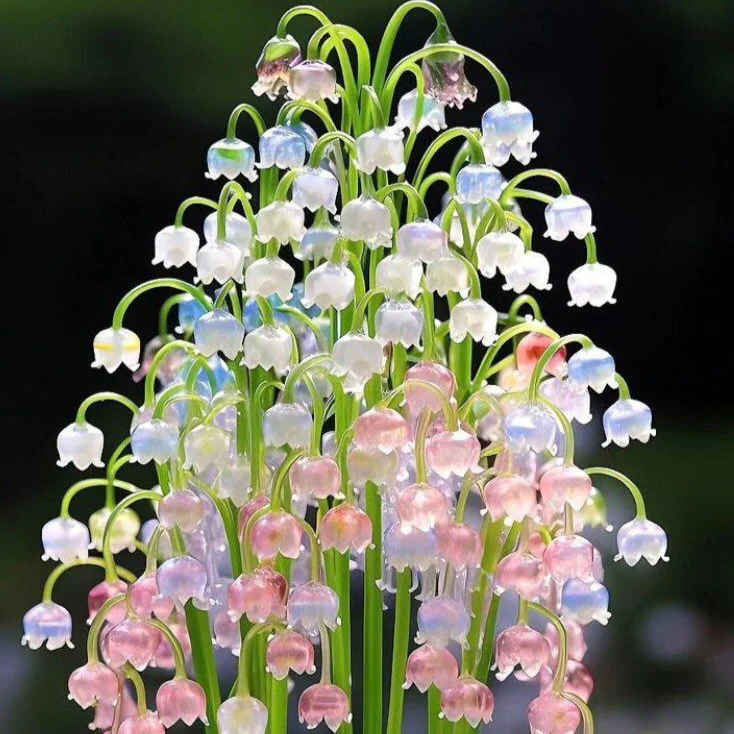 Bag Bell Orchid Flower Seeds, Planting - Image 4