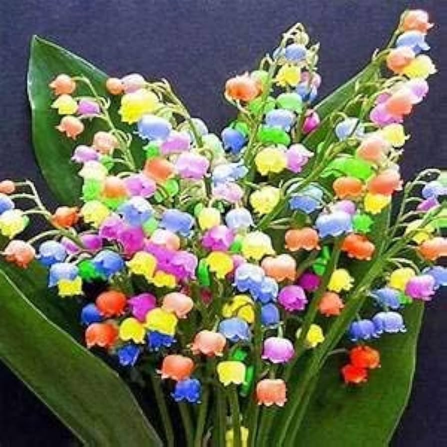 Bag Bell Orchid Flower Seeds, Planting - Image 5
