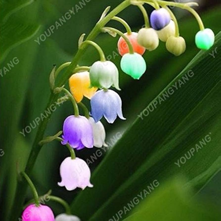 Bag Bell Orchid Flower Seeds, Planting - Image 6