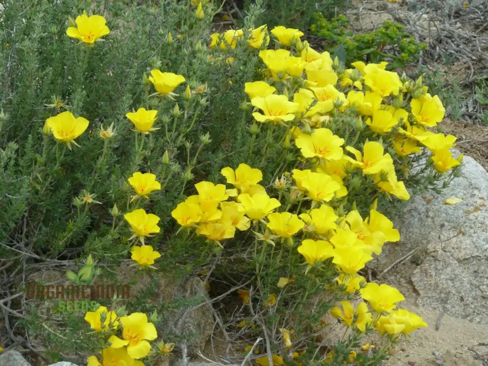 Balbisia Peduncularis Seeds For Planting- Exquisite Perennial for Your Enchanted Garden Sanctuary - Image 3