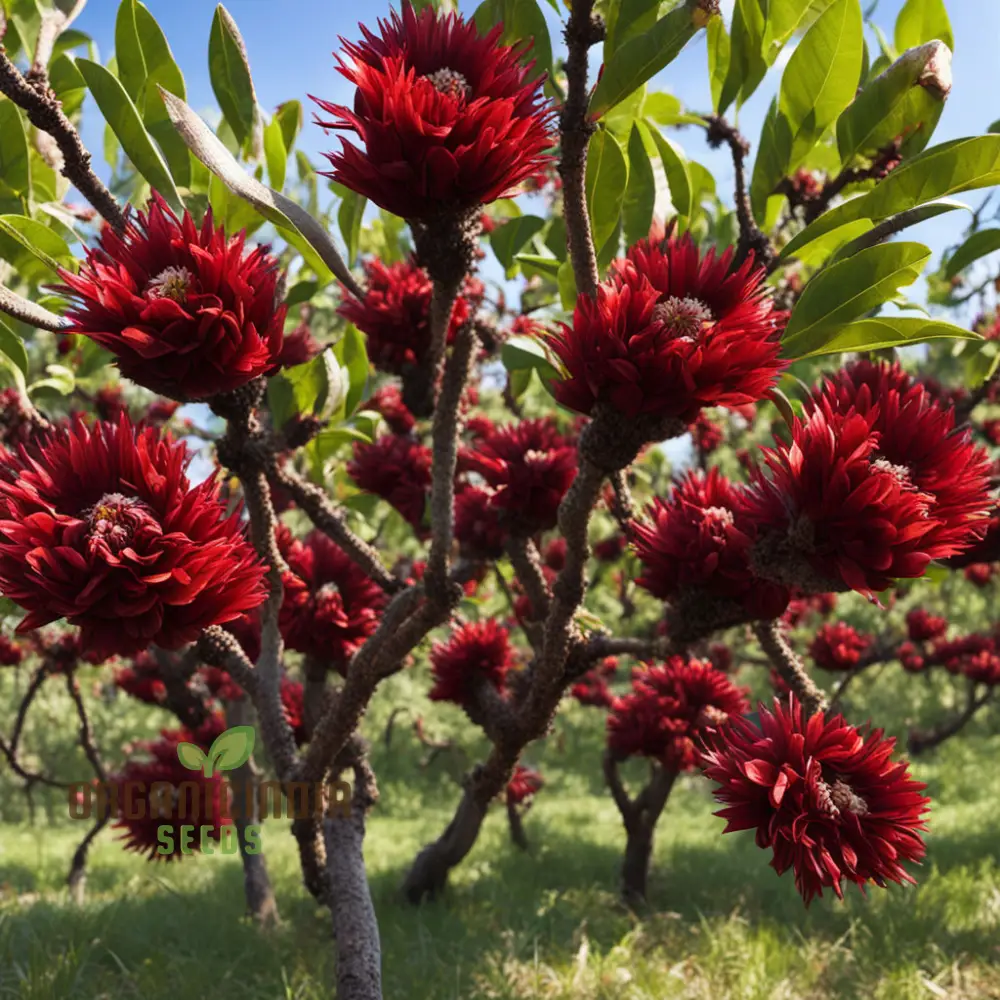 Balkan Orchard Beak Dark Red Flower Seeds, Rare and Striking Blooms for Vibrant Gardens
