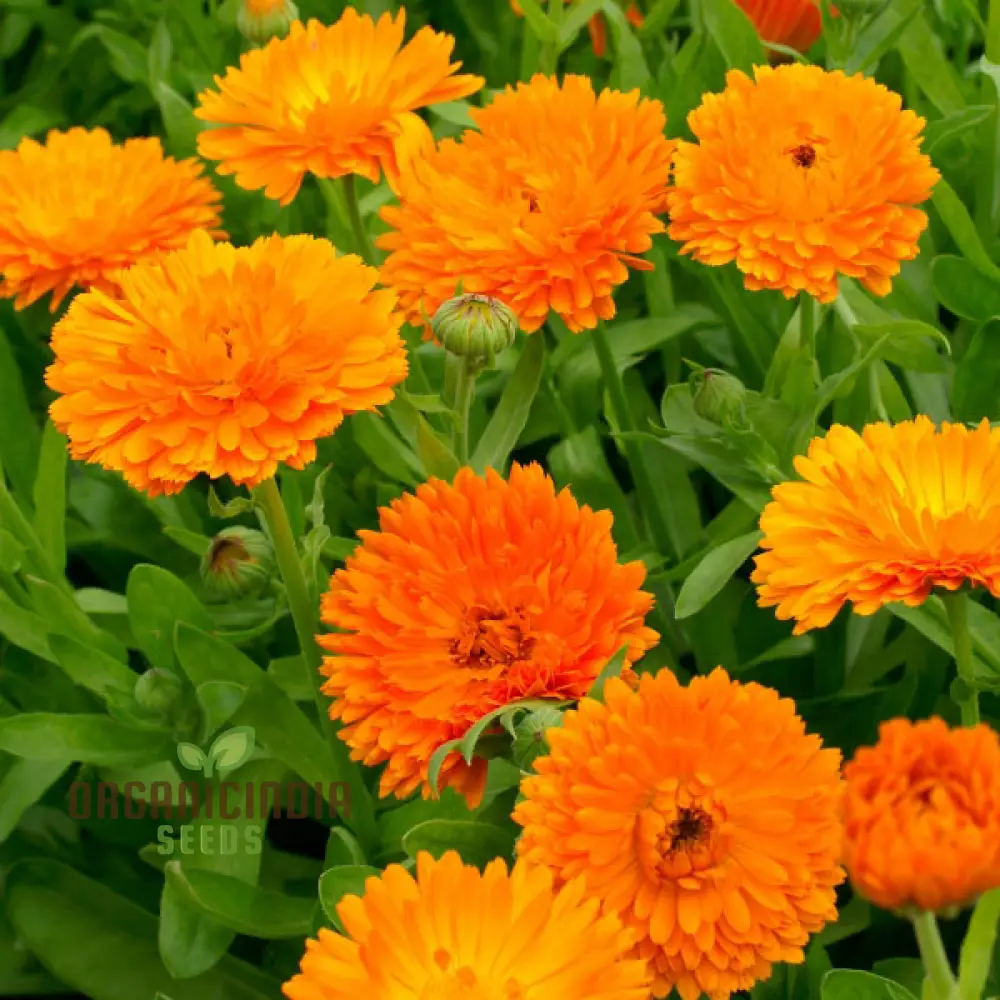 Ball's Orange Seeds for Planting - High-Quality Organic Seeds - Image 3