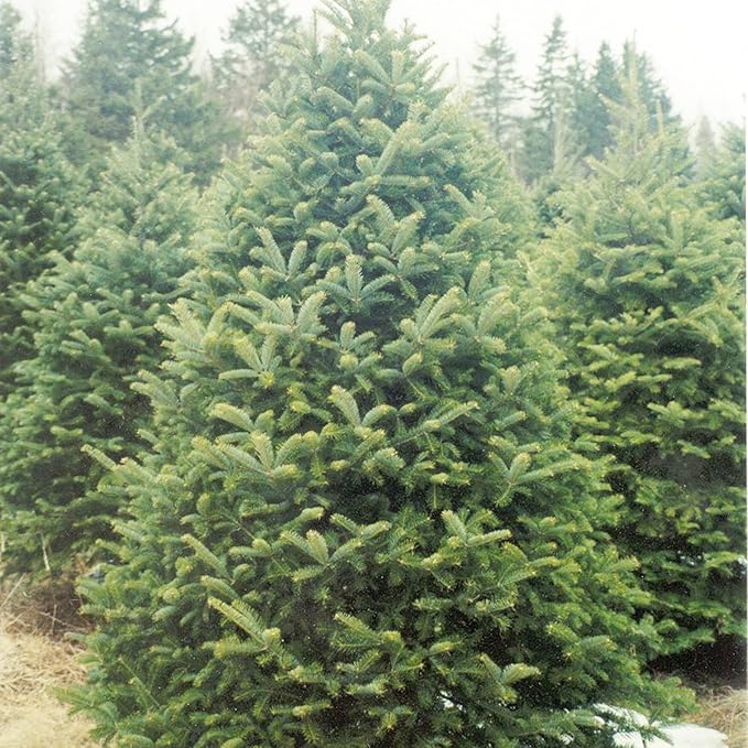 Balsam Fir Seeds – Abies Balsamea, Evergreen Conifer with Aromatic Foliage & Attractive Shape