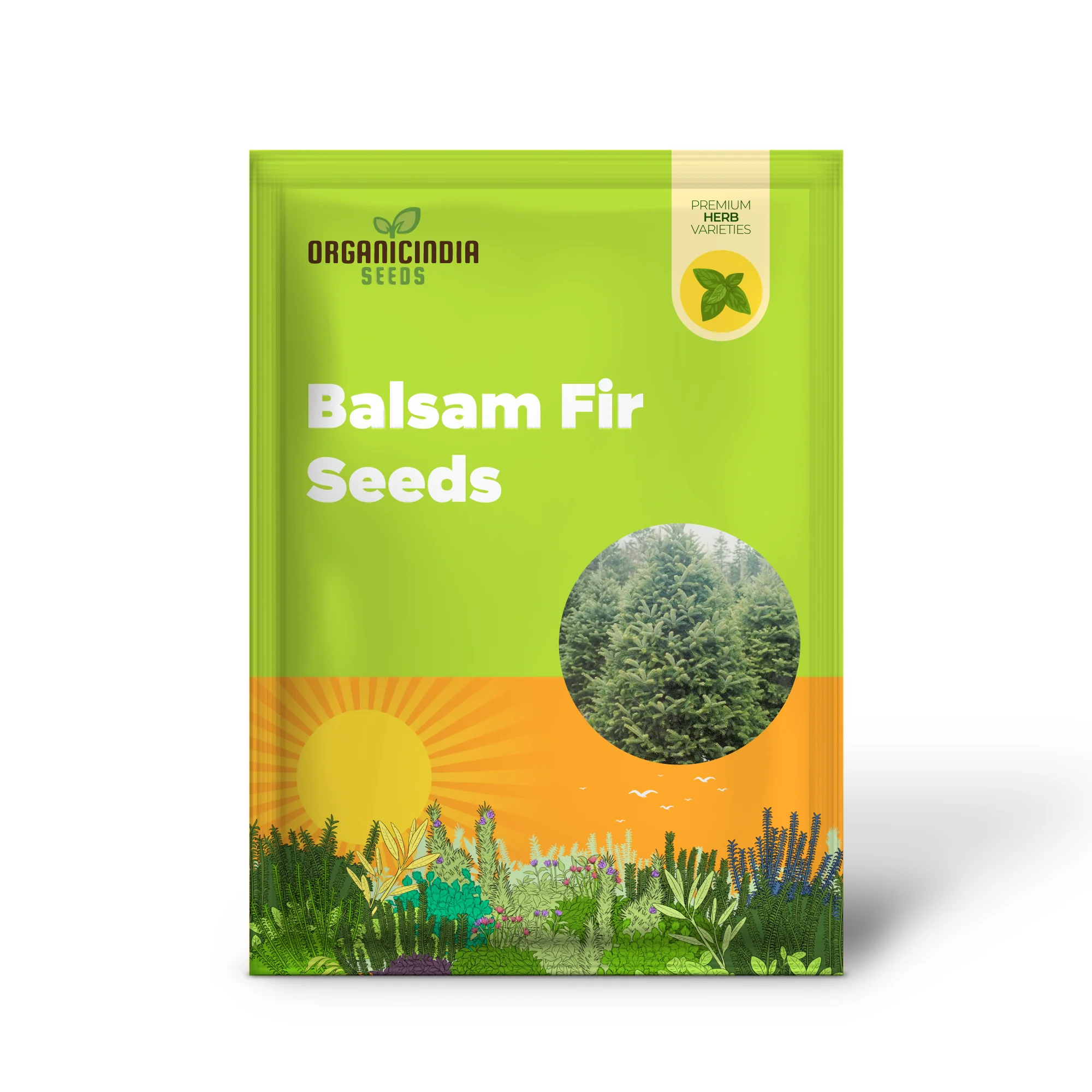 Balsam Fir Seeds – Abies Balsamea, Evergreen Conifer with Aromatic Foliage & Attractive Shape - Image 2