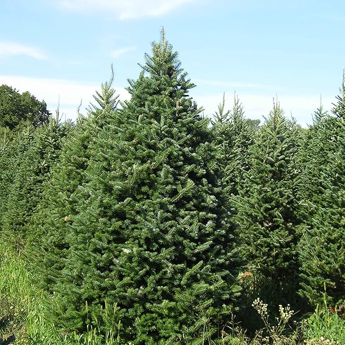 Balsam Fir Seeds – Abies Balsamea, Evergreen Conifer with Aromatic Foliage & Attractive Shape - Image 3