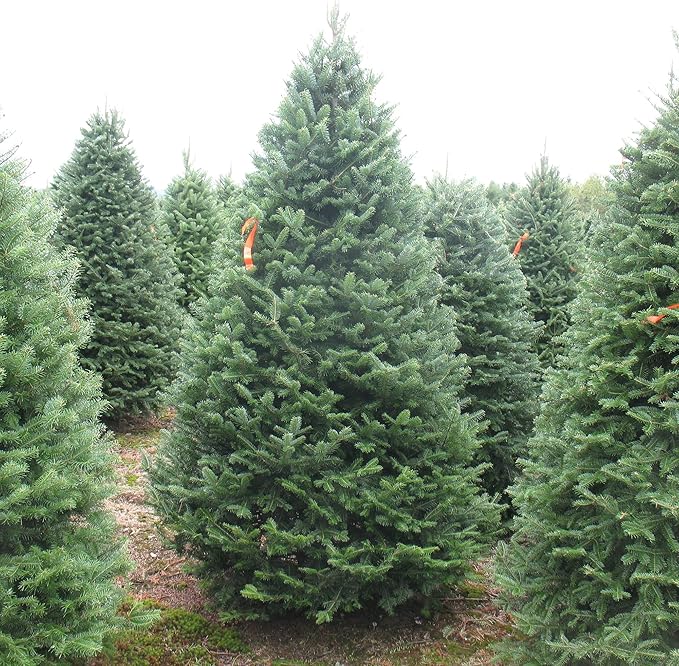 Balsam Fir Seeds – Abies Balsamea, Evergreen Conifer with Aromatic Foliage & Attractive Shape - Image 4